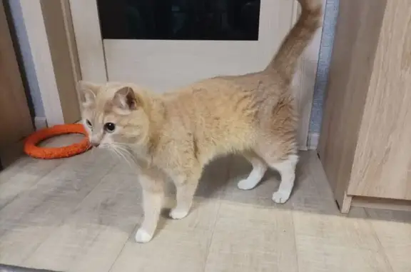 Найденные животные Томск, фото: Найдена кошка: ул. 79-й Гвард. Дивизии, 5, Томск