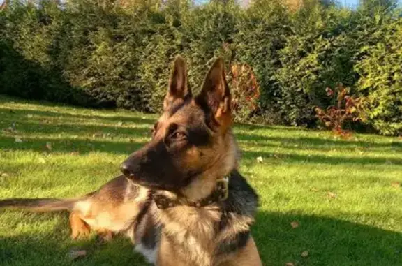 Пропала овчарка, Богданово, Псковская обл.