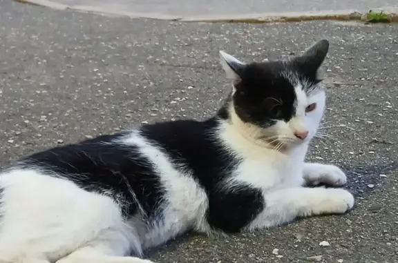 Пропал котик Сёма: ул. Войкова, 25, 29