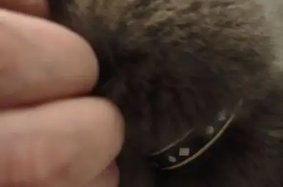 Найдена кошка, Краснодар, фото: Кошка найдена: Большевистская 179, Краснодар