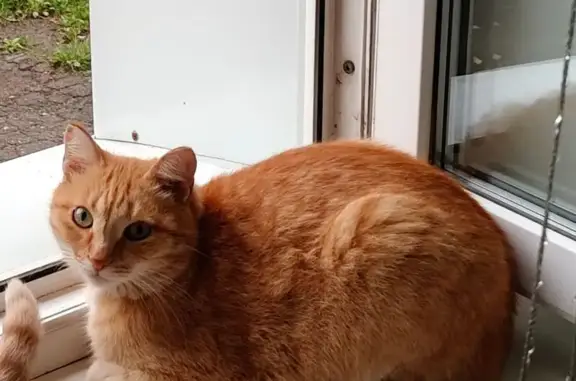 Пропала кошка, ул. Гризодубовой 10, Омск