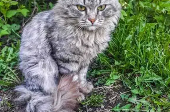 Пропала кошка, ул. Ново-Ачинская, Томск