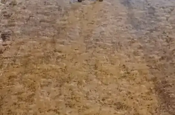 Найдена собака, Абакан, фото: Такса найдена у Черногорского парка, Пушкина