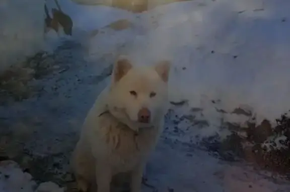 Пропала собака, Брюсова 10, Копейск