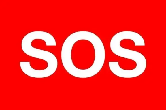 Найдена собака, Челябинск, фото: Щенок найден: Пограничная ул, Челябинск