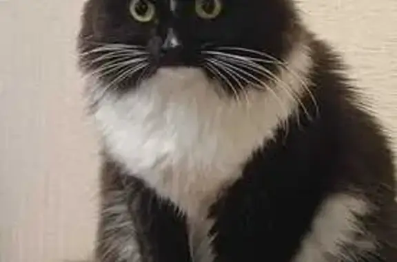 Пропала чёрная кошка, Ивановка, Оренбуржье