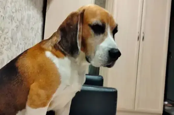 Пропал бигль, Мшинское с/п, Лен. обл.