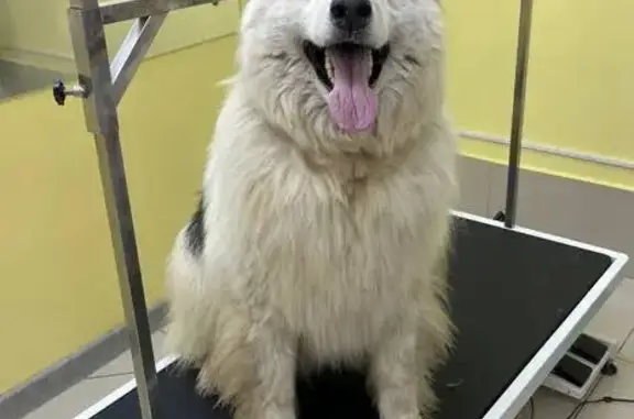 Пропала собака, Пермь, 2-я Усть-Мулянская, 5