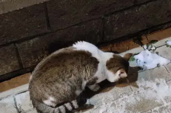 Найдена кошка, Уфа, фото: Кошка у магазина, б-р Наджми, 13, Уфа