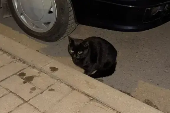 Найдена кошка, Воронеж, фото: Кот найден: ул. 40 лет Октября, 10, Воронеж