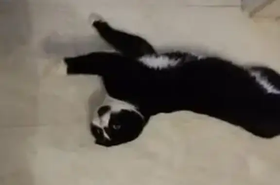 Пропала кошка в Сорочинке, Тульская обл.