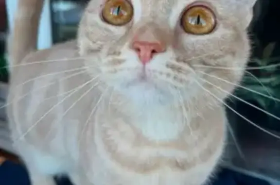 Пропала кошка Тишка, Торопец, Тверь