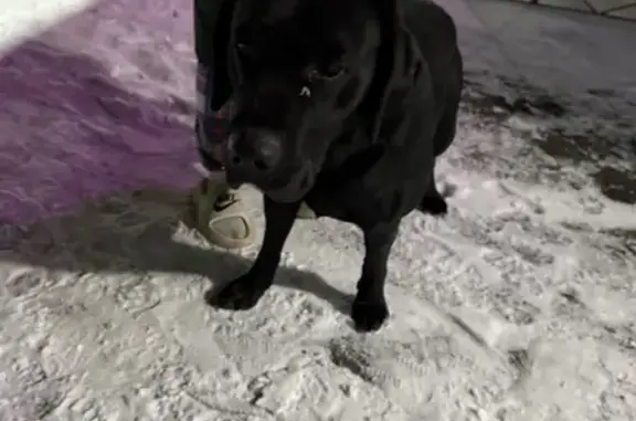 Найденные животные Курган, фото: Собака найдена на Солнечном бульваре, 6