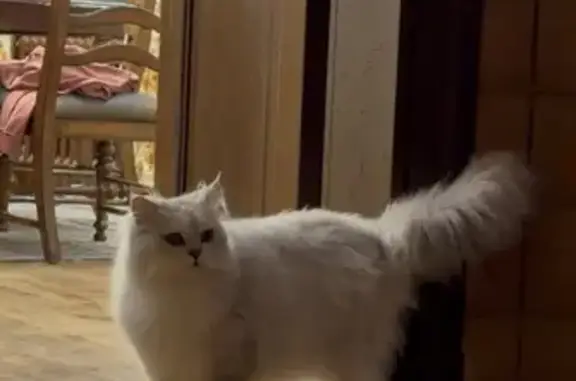 Пропала кошка Боня, Лопотово МО