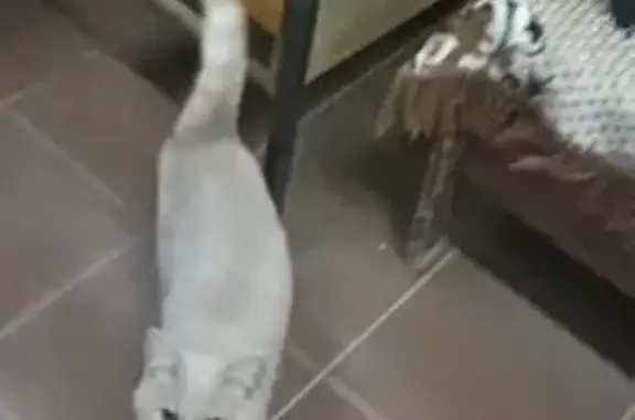 Пропала кошка, Казанская 104, Ульяновск