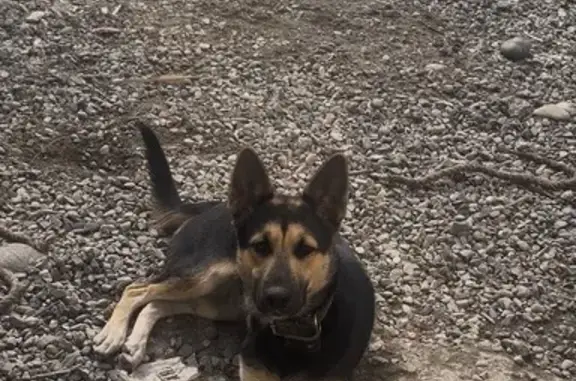 Пропала собака, Майкоп