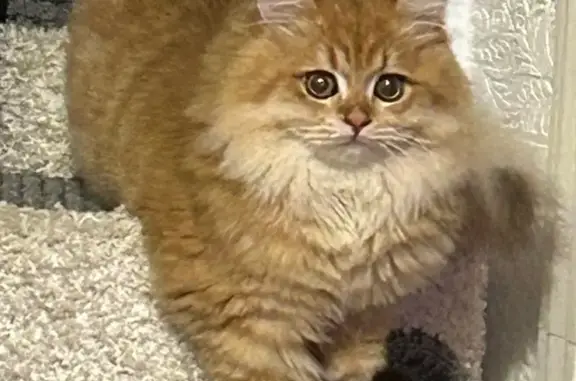 Пропала кошка, ул. Баранова 1, Солн.