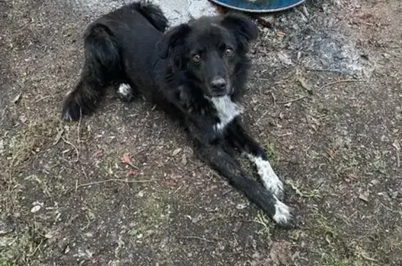 Найдена собака, Гальчино, фото: Найден пёс, Гальчино, МО