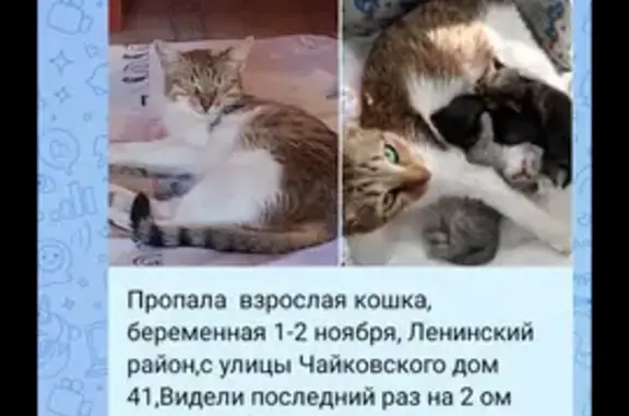 Пропала кошка, Ульяновская обл.