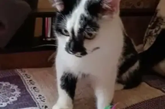 Пропала кошка, ул. Мира 79, Волжский