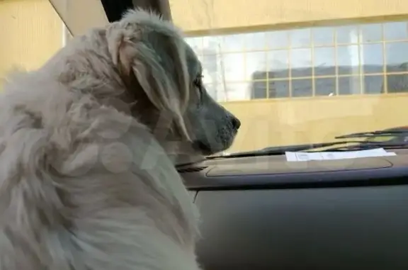 Собаки потеряшки, Чита, фото: Потеряшка собака, Чита, 2-я Шубзаводская, 33