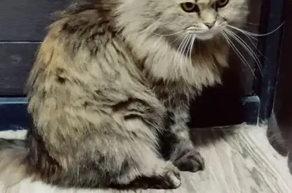 Кошка пропала на Пихтовой улице, Кимры