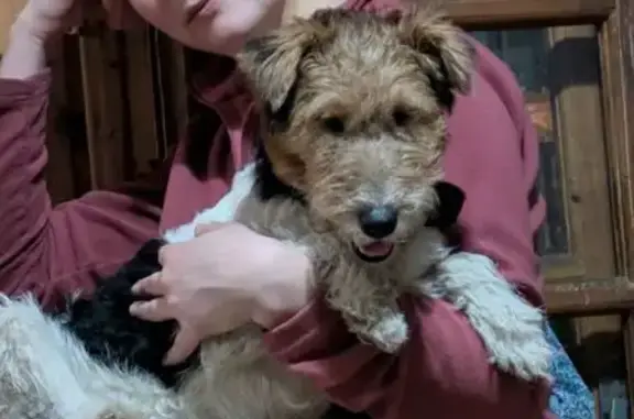 Найдена собака, Абрамцево, фото: Найден фокстерьер, ул. Бородина, Абрамцево