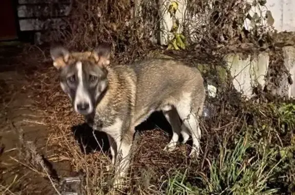 Найдена собака, Ульяновск, фото: Собака найдена на Казанской 41, Ульяновск