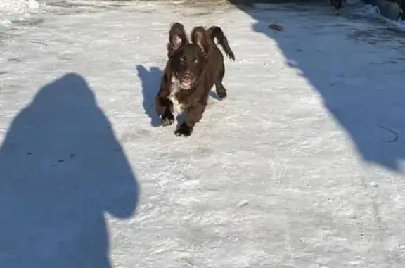 Пропала собака, Полевая 10, Казанское