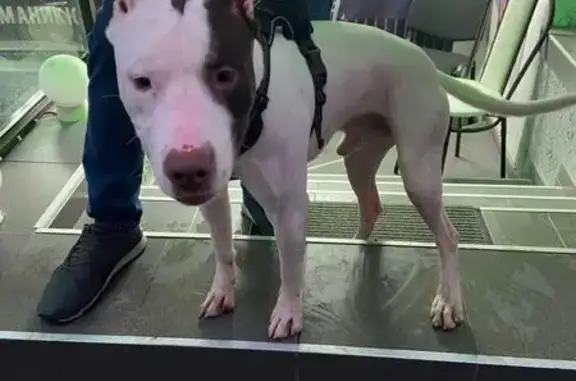 Найдена собака, Краснодар, фото: Собака найдена: ул. Есенина, 131, Краснодар