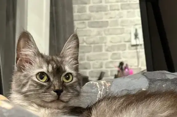 Пропала кошка Мила, Краснопролетарская 26