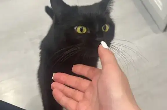 Найдена кошка, Новая Адыгея, фото: Кошка найдена: Бжегокайская 25/1 к12