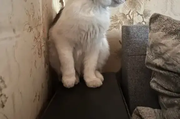 Пропала кошка, ул. Дружбы, 1, Красномайский