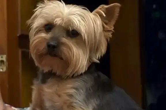 Пропала собака, Вокзальная 12, Братск