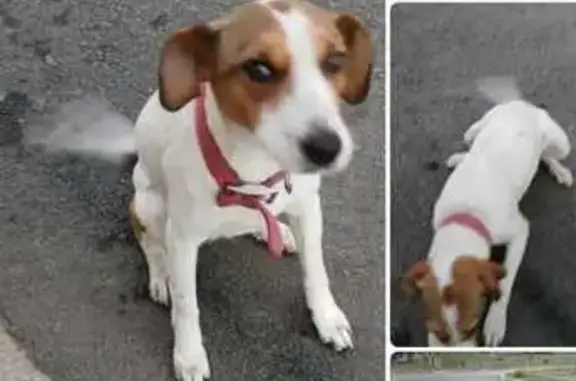 Пропала собака, Уташ, Краснодарский край