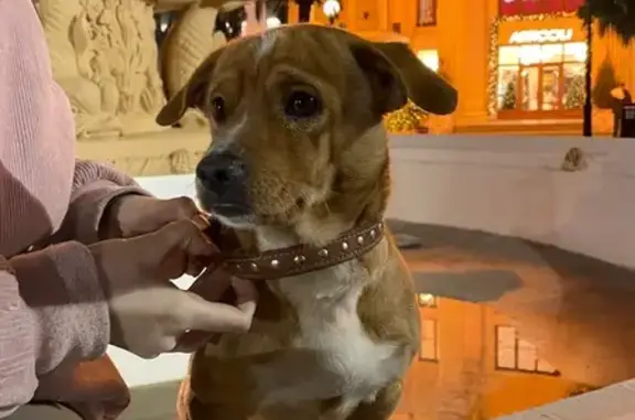 Найдена собака, Сочи, фото: Найдена собака у морпорта, Несебрская, Сочи