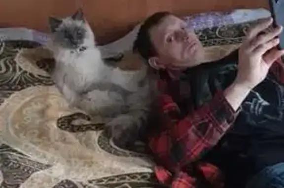 Пропала кошка, ул. Роща, 65, Рязань