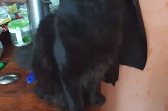 Пропала чёрная кошка, 3-й пр. Козлова