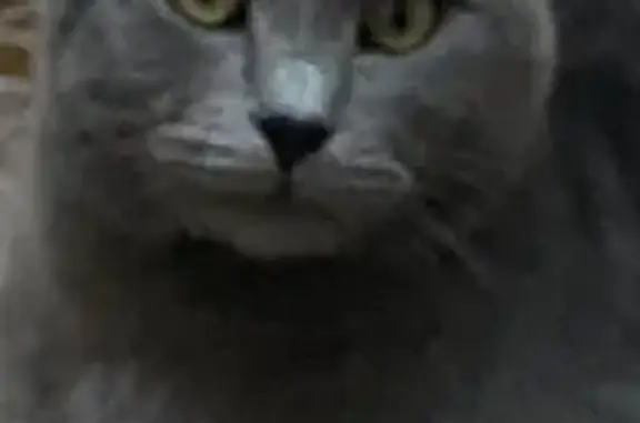 Пропала кошка, Владикавказ, Северная Осетия