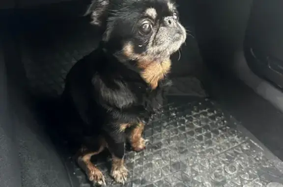 Найдена собака, Куйвозовское, фото: Собака найдена у СНТ «Ленфильм», Куйвозово