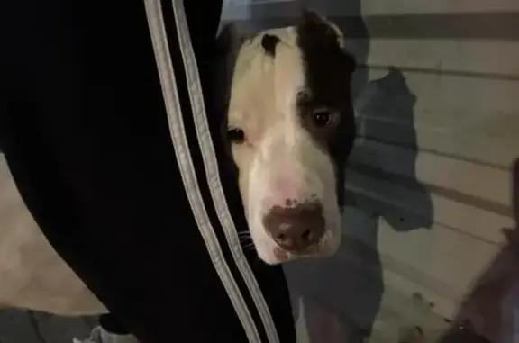 Найдена собака, Краснодар, фото: Собака найдена на ул. Метальникова, Краснодар