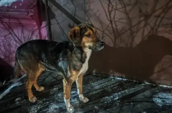 Найдена собака, Барнаул, фото: Собака найдена, Брестская ул. 14, Барнаул