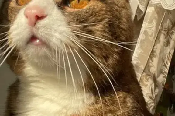 Кошки потеряшки, Харлово, фото: Потеряшка кошка возле 11К-851, 9, Харлово