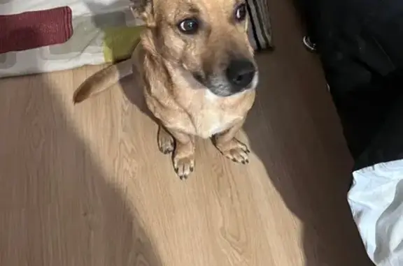 Найдена собака, Ростов-на-Дону, фото: Найдена собака, ул. Розы Люксембург, Таганрог