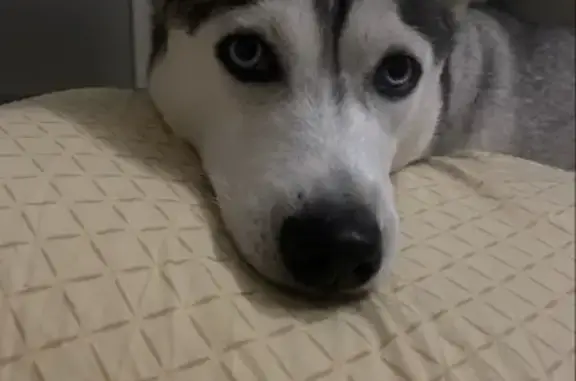 Пропала хаски Мия, Новые Псарьки, МЕТРО