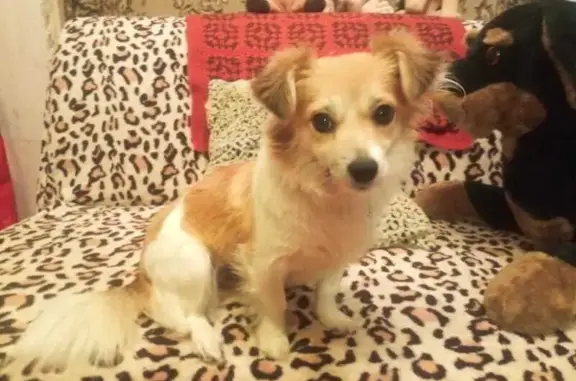 Пропала собака, Санкт-Петербург