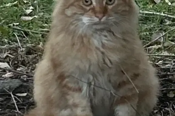 Найденные животные Шахты, фото: Кошка найдена: пр. Карла Маркса, 112А, Шахты