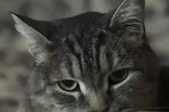 Кошки потеряшки, Оренбург, фото: Потеряшка кот, Осенняя ул., Оренбург