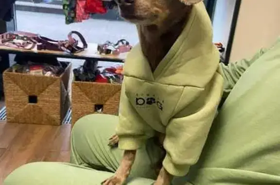 Пропала собака, Москва