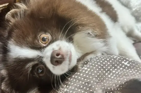 Пропала собака Жужа, ул. Ткачева, Оренбург